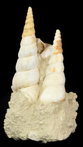 Beautiful Fossil Turritella Cluster - France #47975